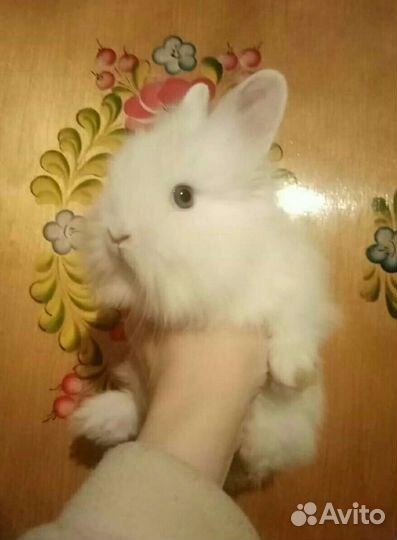 Кролики белые малыши
