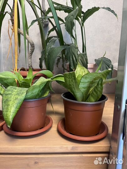 Сансевиерия