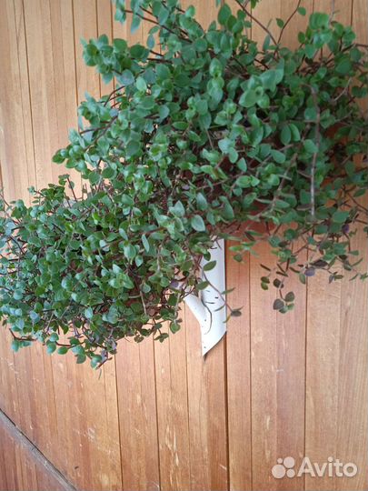 Домашние растения