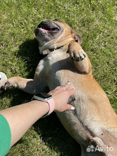 Французский бульдог в добрые руки