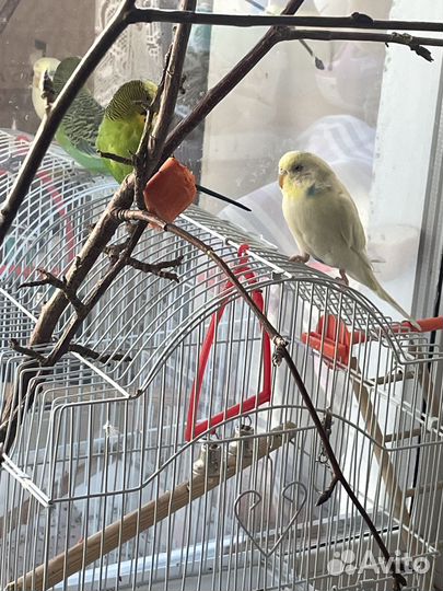 Волнистый попугай