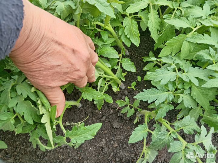 Рассада помидор-черри, бычье сердце, октебрята