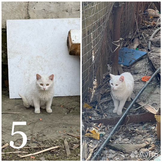 Кошки бесплатно