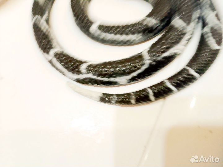 Резиновая змея