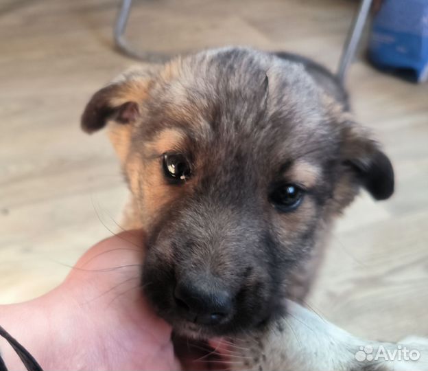 Щенок в дар