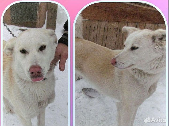 Собака в добрые руки