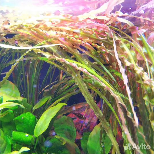 Криптокорина тонкиненсис (var.tonkinensis)