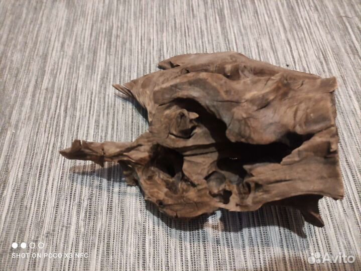 Мангры коряга