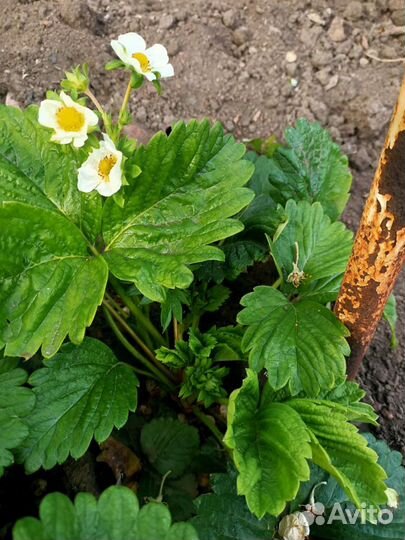 Рассада клубники Азия