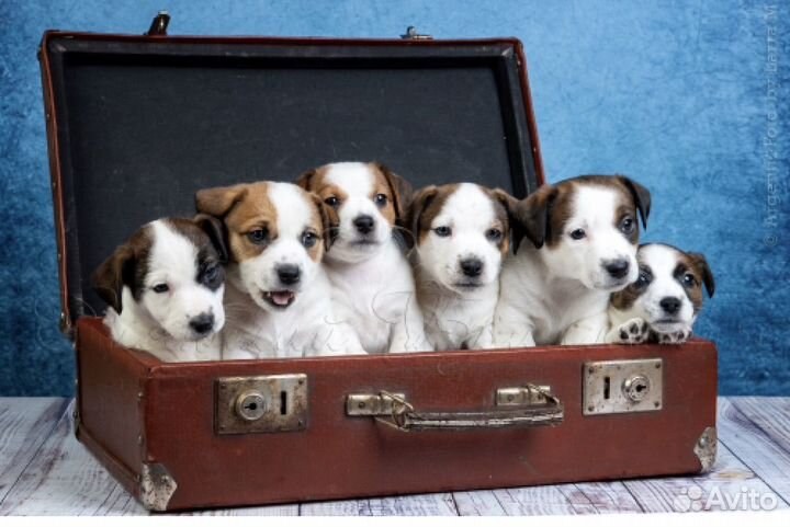 Шикарные щенки Джек Рассел терьера с документами