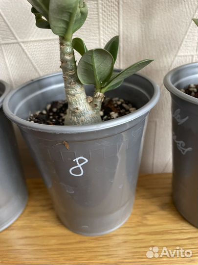 Адениум арабикум