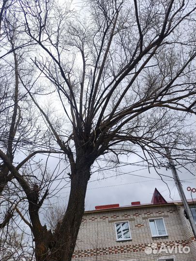 Отдам дрова бесплатно