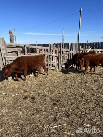 Телки 2022 года 25 голов