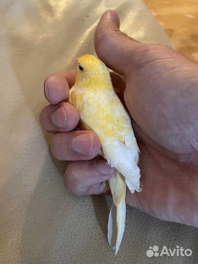 Кенар и канарейки