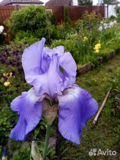Ирисы бородатые сортовые