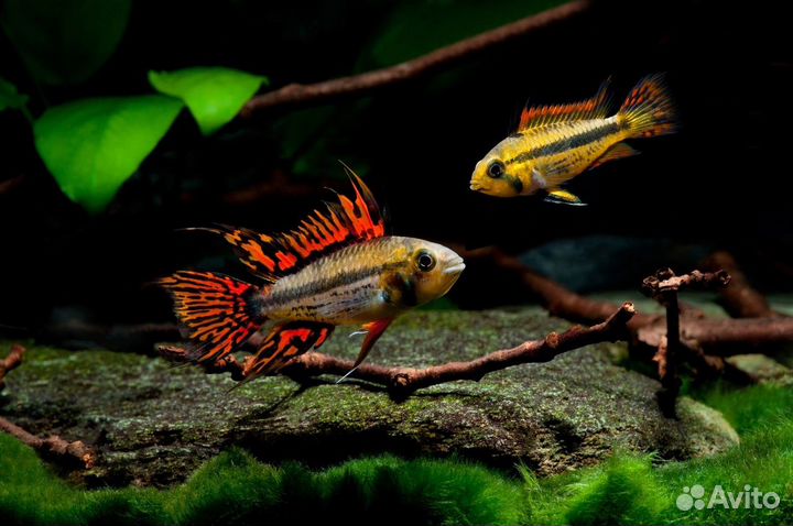 Апистограмма Какаду разводная