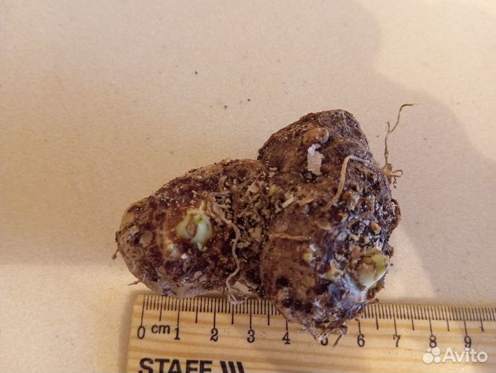 Клубни калл