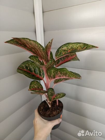 Аглаонема Личи ред