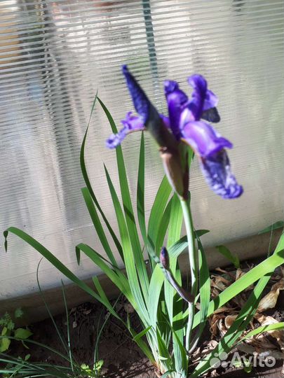 Многолетники