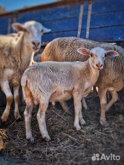 Катумские бараны