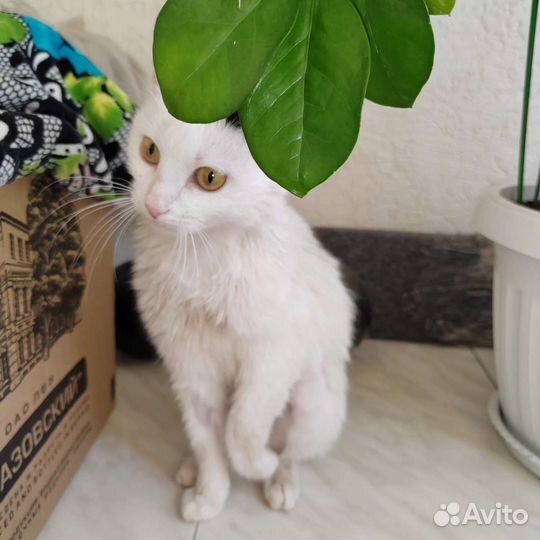 Кошечка в добрые руки