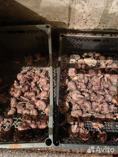 Гладиолусы луковицы