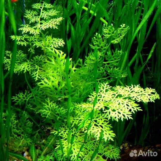 Аквариумные растения, прополка