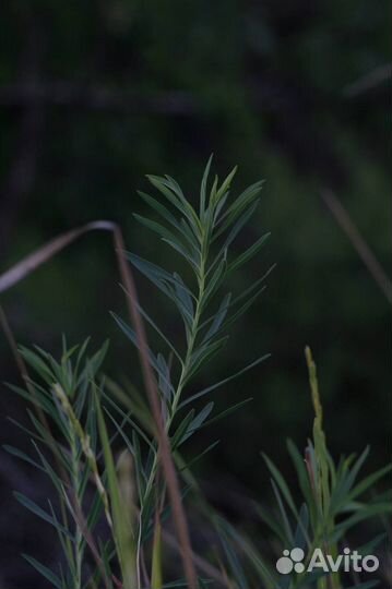 Объективы Гелиос 44-2, Гелиос 44