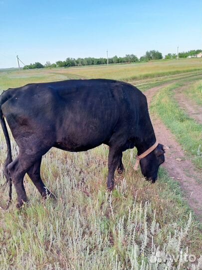 Корова нетель 3 года