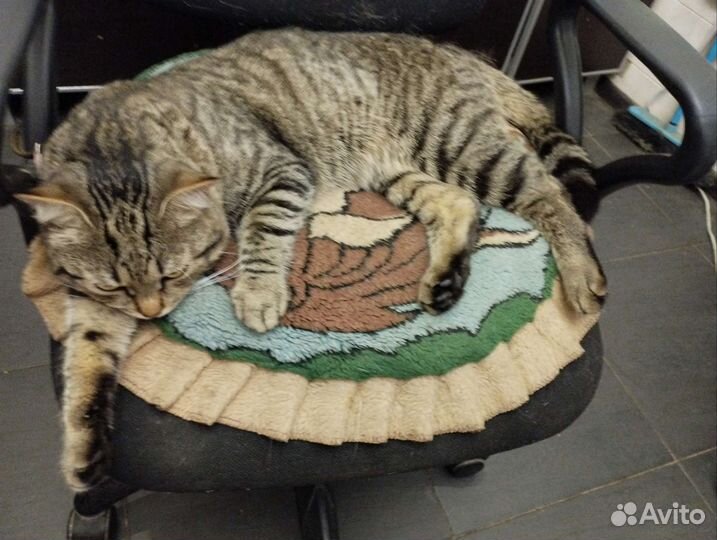 Отдам кота в добрые руки