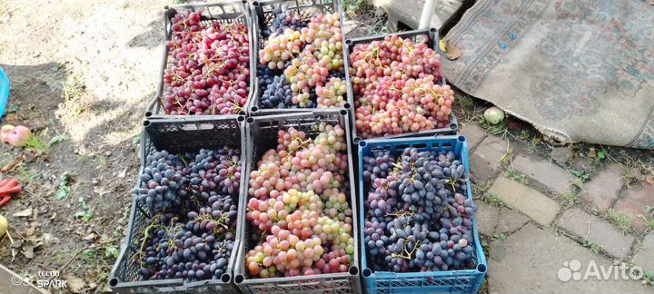 Черенки винограда