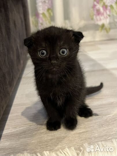 Вислоухие котята в добрые руки