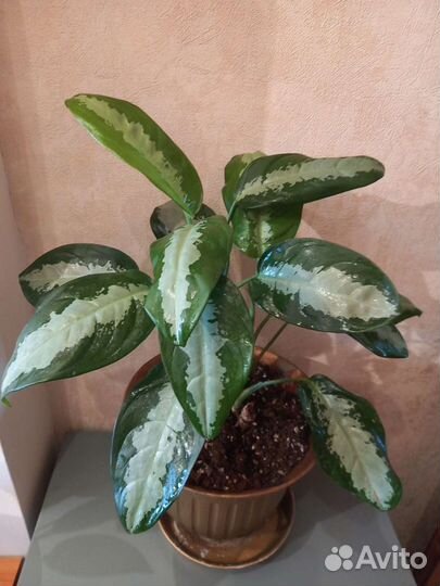 Аглаонема Паттайя Бьюти