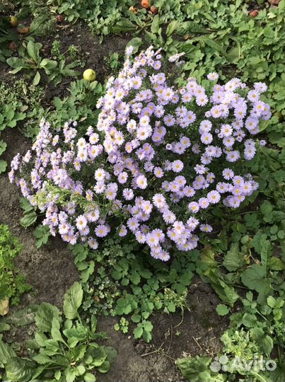 Осенняя астра