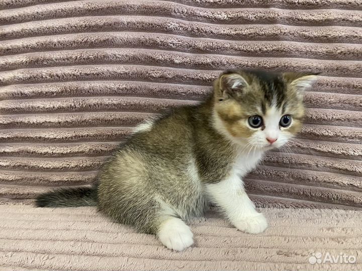 Шотладский котёнок