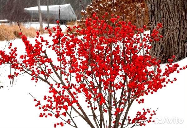 Падуб остролистный