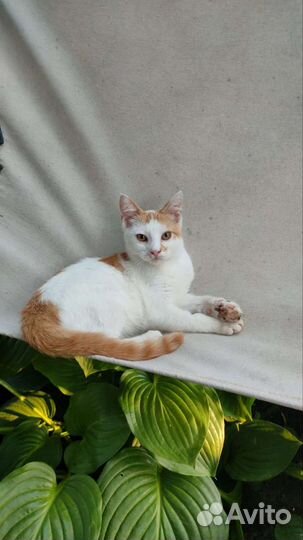 Рыжий котенок