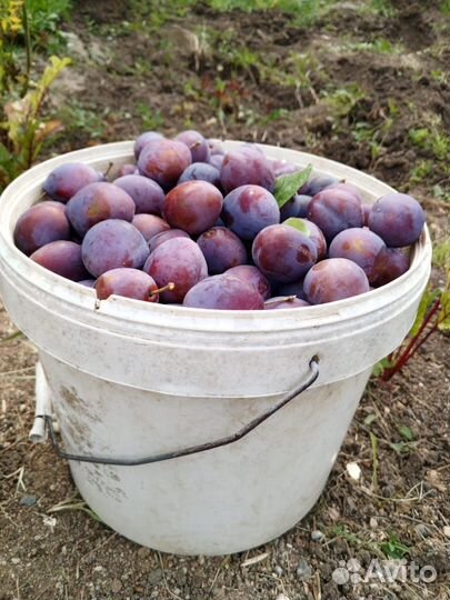 Слива домашняя