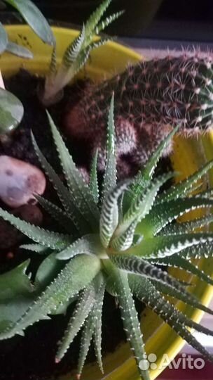 Флорариум из разных кактусов