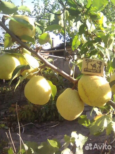 Саженцы груши сорта сеянец киффера