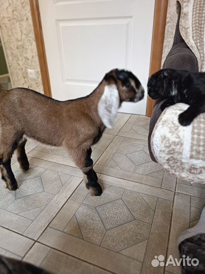 Нубийский козел вязка