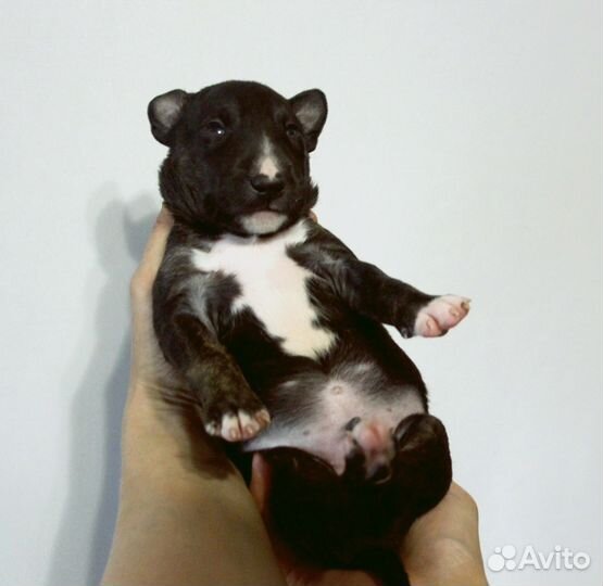 Щенки стандартного бультерьера чёрные