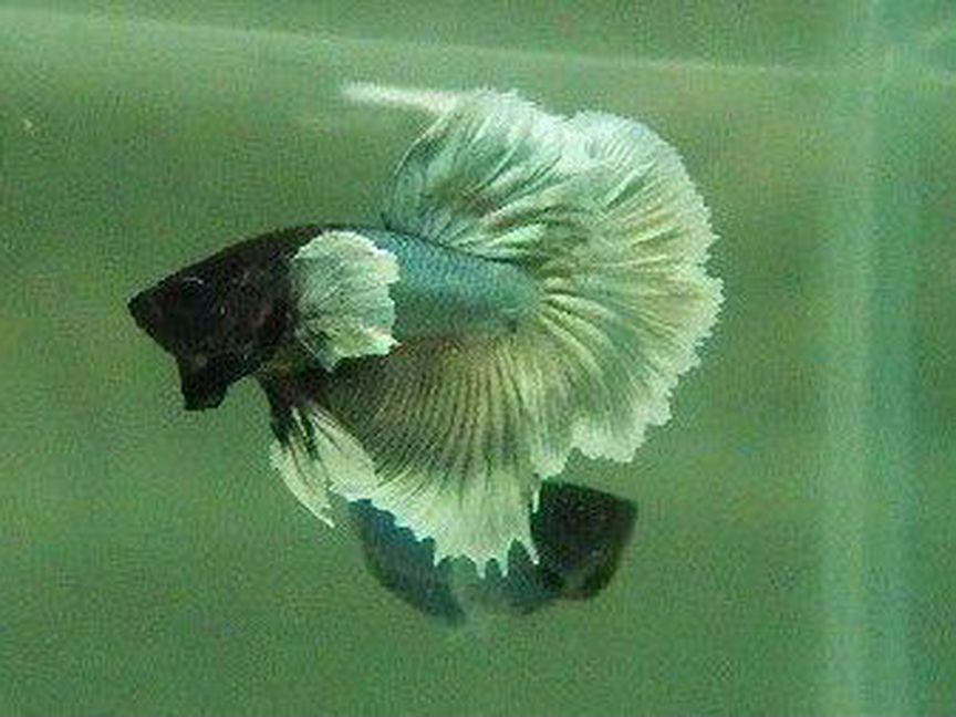 Рыбка Петушок Betta-Splendens