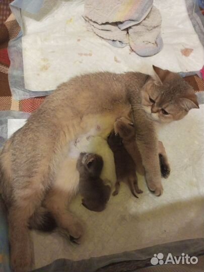 Шотландские котята