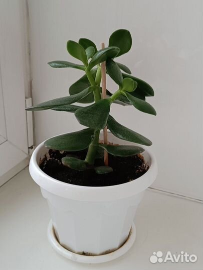 Денежное дерево Толстянка