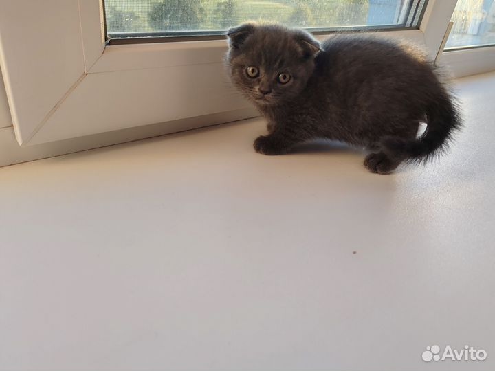 Британская вислоухая