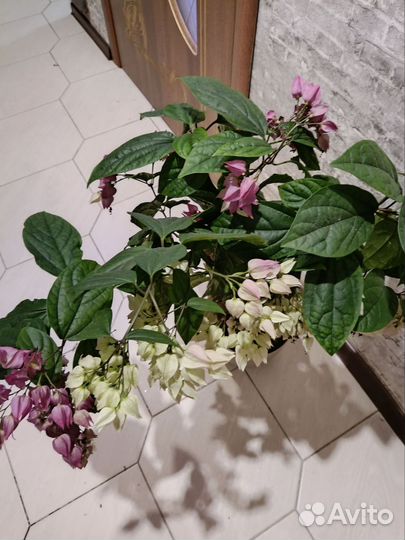 Продам цветок