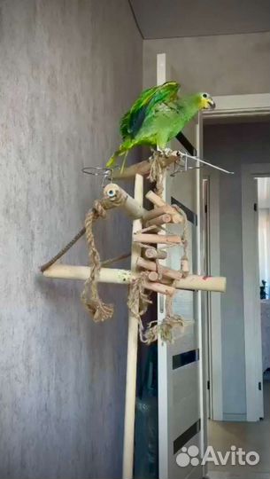 Попугай Венесуэльский Амазон