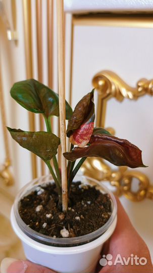 Сингониум Клубничный Лёд