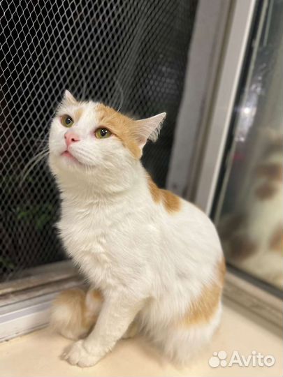 Рыжее счастье на удачу